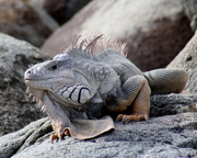 iguana