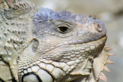 iguana